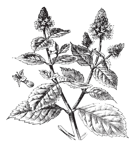 Patchouli black & white icon