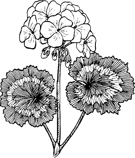 Geranium black & white icon